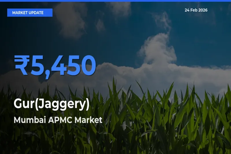 Top Performer! Mumbai APMC Offers Best Gur(Jaggery) Price Today