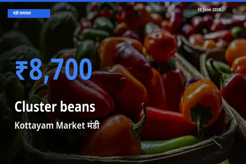 10 June अपडेट: ग्वार फली के सबसे ऊँचे दाम Kottayam Market मंडी में