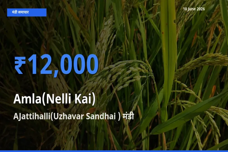 आज आंवला के सबसे ज़्यादा दाम AJattihalli(Uzhavar Sandhai ) मंडी में दर्ज