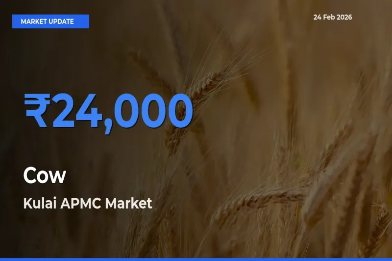 Kulai APMC Tops Cow Mandi Rates Today