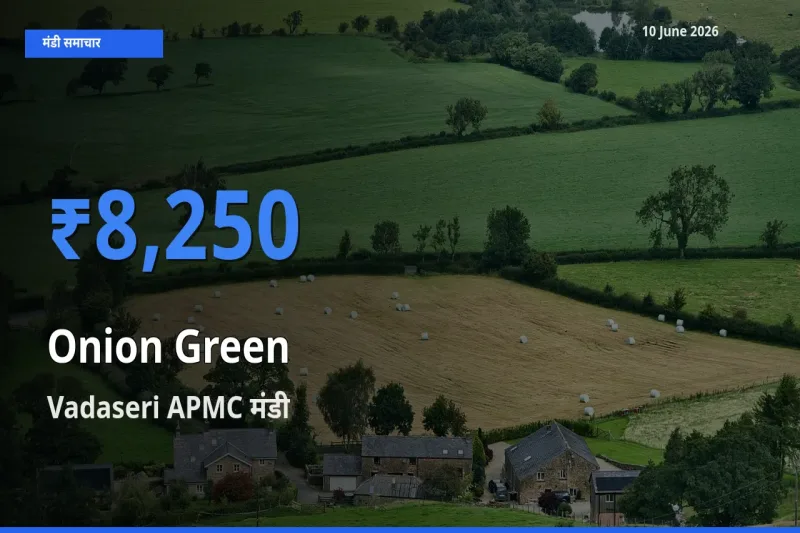 आज प्याज हरा के सबसे ऊँचे दाम ₹8,250 Vadaseri APMC मंडी में