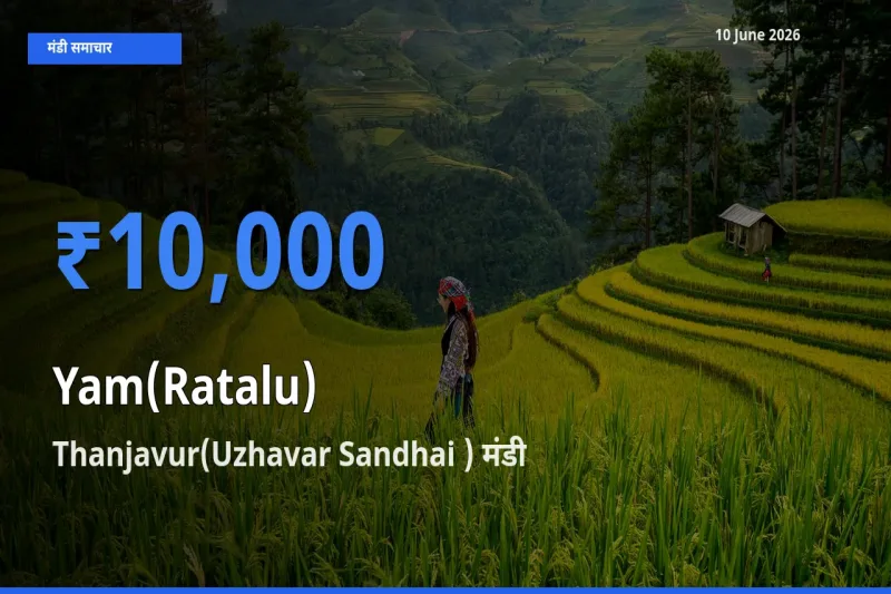 टॉप मंडी बना Thanjavur(Uzhavar Sandhai )! रतालू (रतलू) के सबसे ऊँचे दाम यहीं दर्ज
