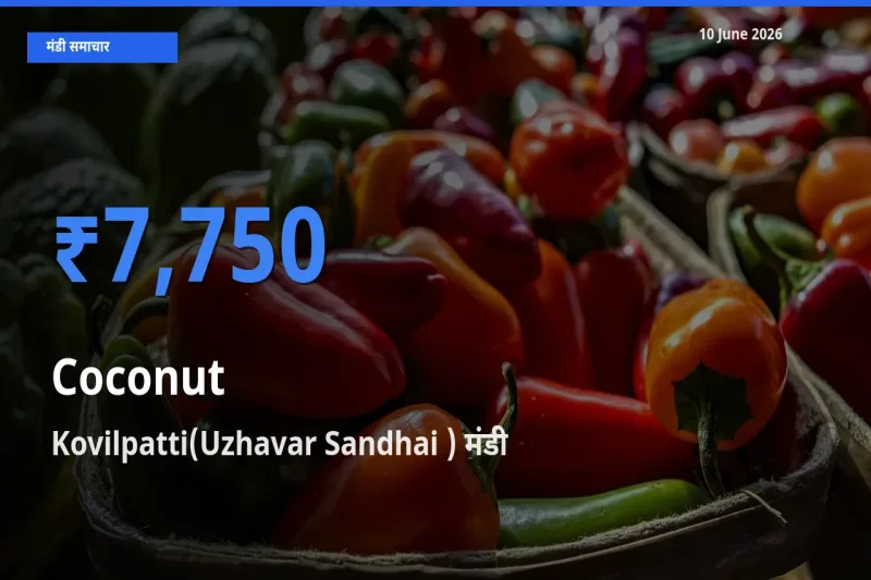 टॉप मंडी बना Kovilpatti(Uzhavar Sandhai )! नारियल के सबसे ऊँचे दाम यहीं दर्ज