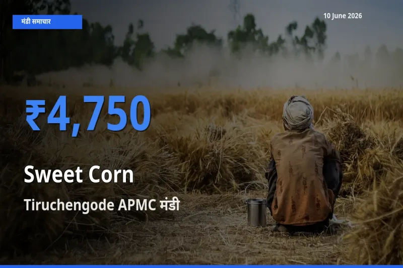 10 June अपडेट: स्वीट कॉर्न के सबसे ऊँचे दाम Tiruchengode APMC मंडी में
