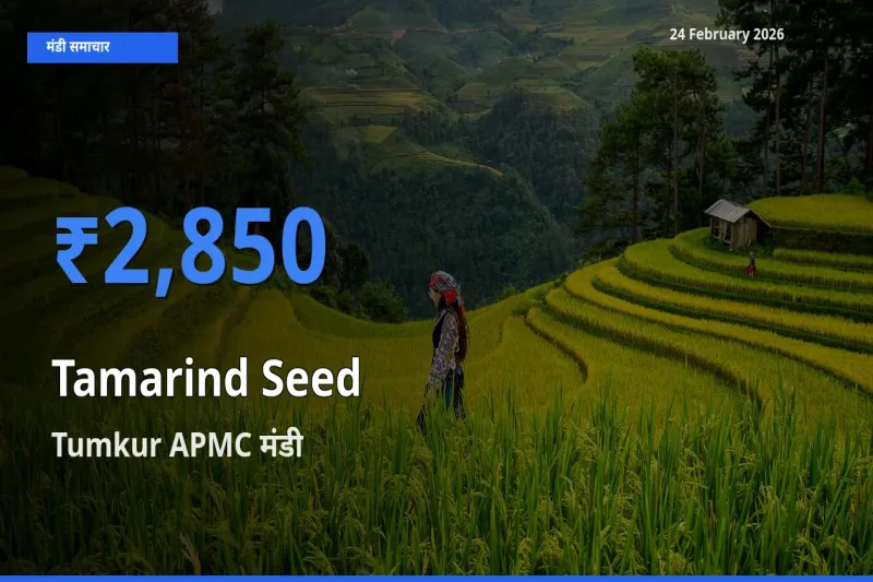 Tumkur APMC मंडी में Tamarind Seed ₹2,850 पर पहुँचा – आज का सर्वोच्च भाव
