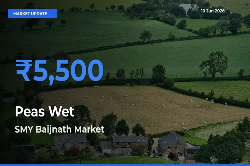 SMY Baijnath Records Highest ₹5,500 Rate for Peas Wet