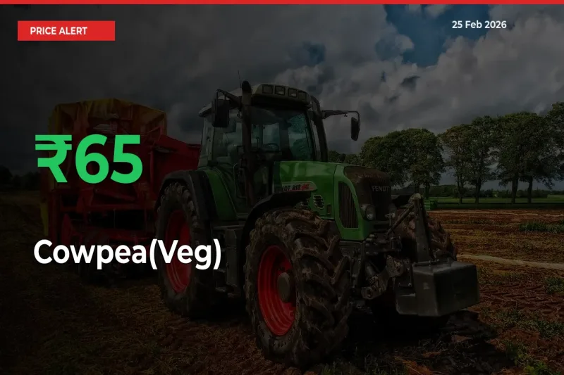 Farmers Cheer as Cowpea(Veg) Prices Surge 64.83% in Local Mandis