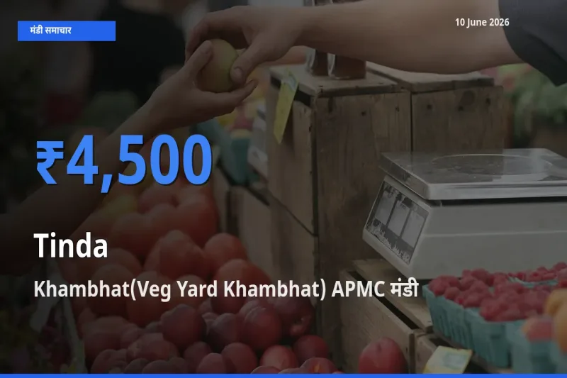 बाज़ार संकेत: Khambhat(Veg Yard Khambhat) APMC बना टिंडा के लिए आज की टॉप मंडी