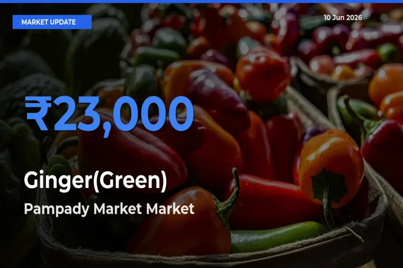 Pampady Market Offers ₹23,000 – Highest Ginger(Green) Rate Today