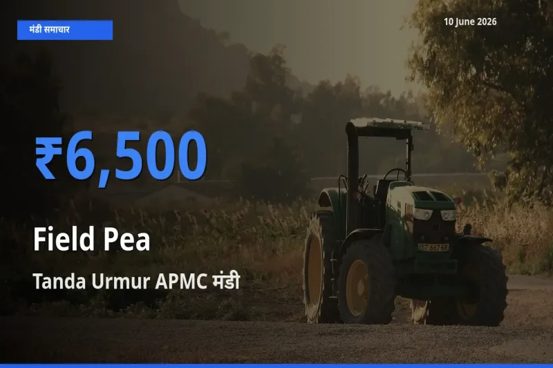 Tanda Urmur APMC में मटर (साबुत) का आज सबसे ऊँचा भाव