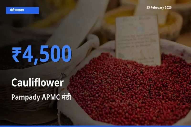 टॉप मंडी बना Pampady APMC! Cauliflower के सबसे ऊँचे दाम यहीं दर्ज