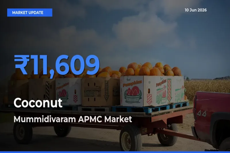 Mummidivaram APMC Emerges as Top Mandi for Coconut Prices Today
