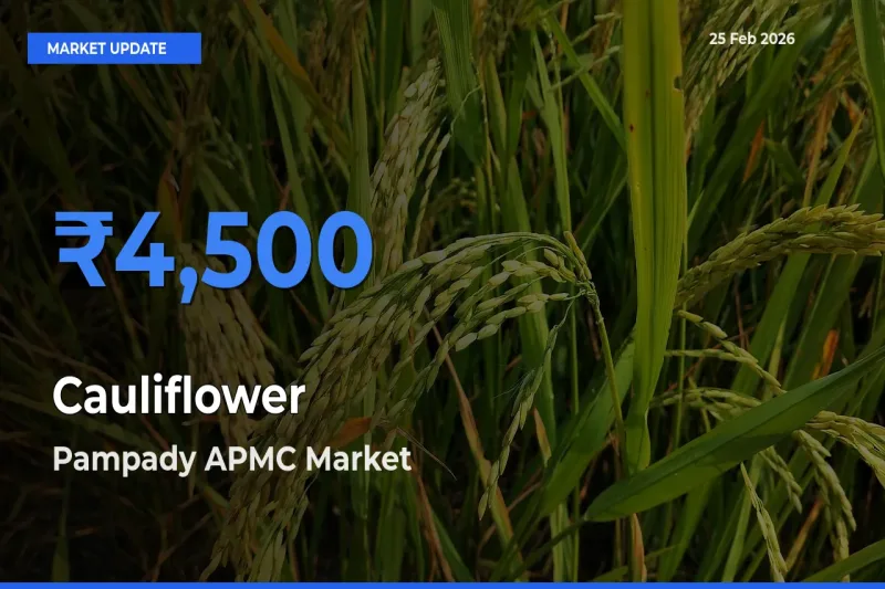Cauliflower Mandi Rate Today: Pampady APMC Tops the List