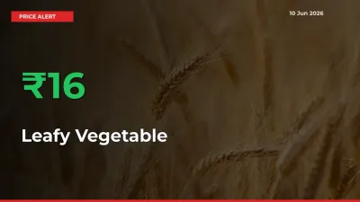 Why Leafy Vegetable Prices Rose 15.74% in a Day at Mandis