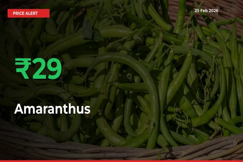 Sharp Jump! Amaranthus Prices Climb 28.61% in 24 Hours at Key Mandis