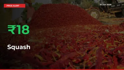 Sharp Jump! Squash Prices Climb 17.54% in 24 Hours at Key Mandis