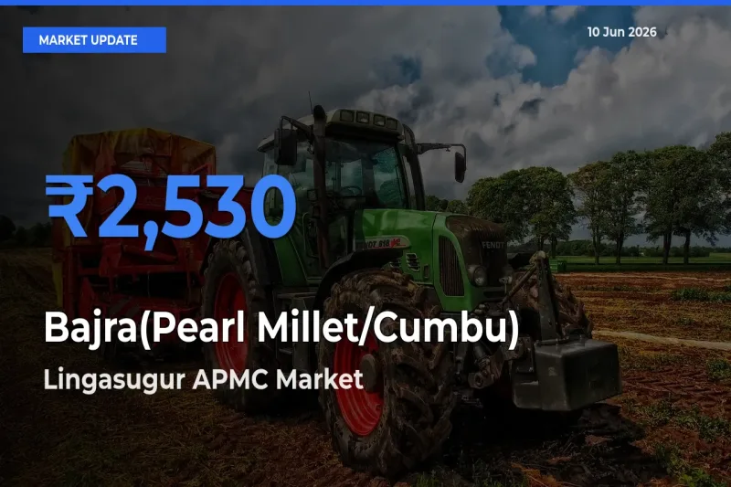 Lingasugur APMC Leads as Top Mandi for Bajra(Pearl Millet/Cumbu) Prices
