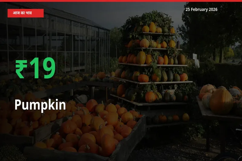 किसानों के लिए खुशखबरी! स्थानीय मंडी में Pumpkin 18.97% उछला
