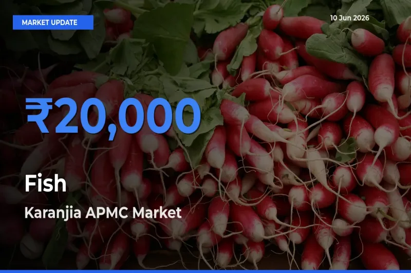 Market Watch: Karanjia APMC Becomes Top Mandi for Fish