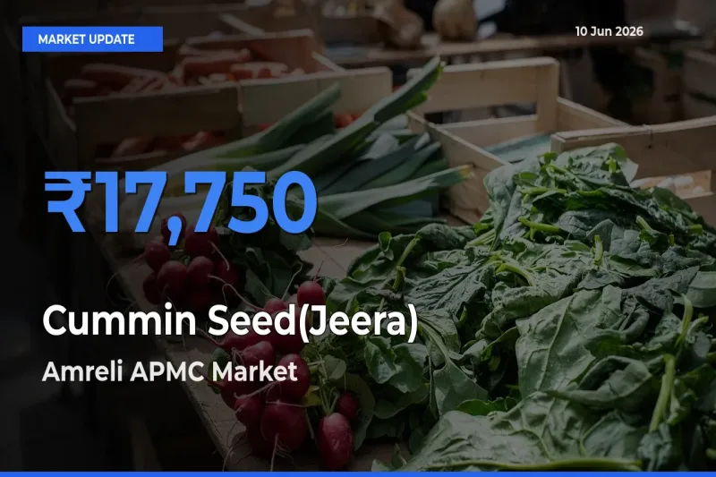 Amreli APMC Emerges as Top Mandi for Cummin Seed(Jeera) Prices Today