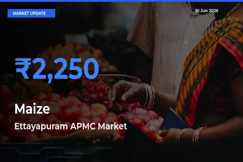 Farmers Prefer Ettayapuram APMC as Maize Hits Highest Rate