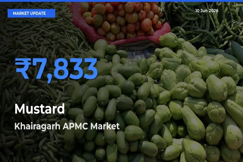 Khairagarh APMC Records Highest ₹7,833 Rate for Mustard