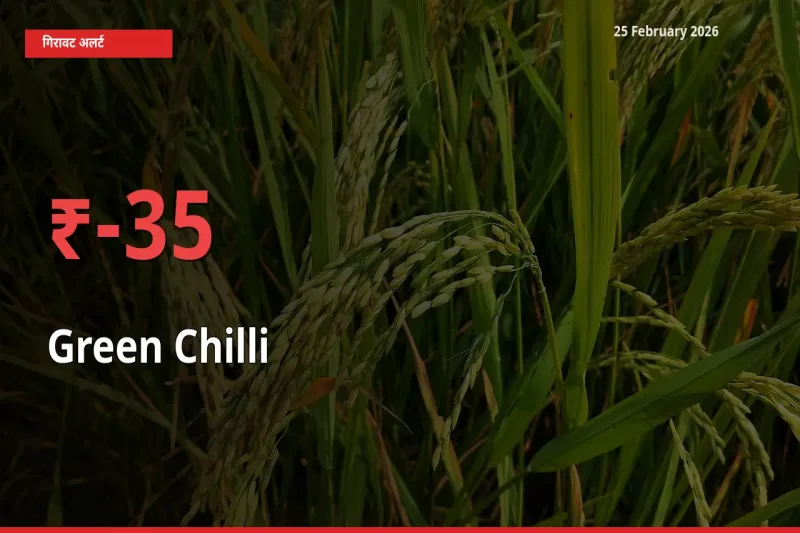 आज का मंडी भाव: Green Chilli के दाम मंडी में 34.7% नीचे