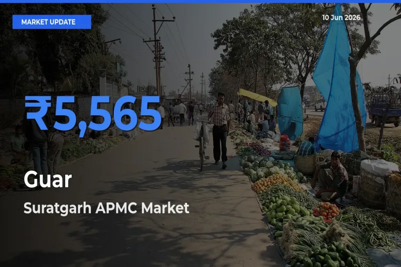 Suratgarh APMC Tops Guar Mandi Rates Today