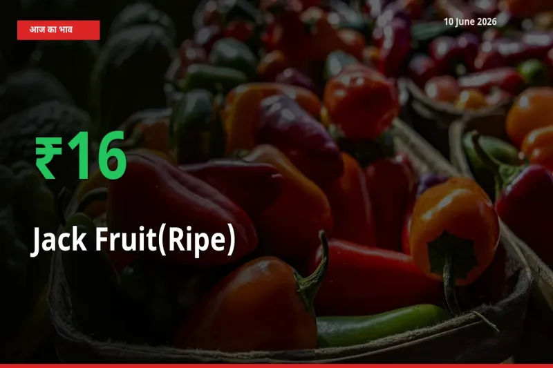स्थानीय मंडी में पका कटहल के दाम अचानक 15.73% उछले, किसान सतर्क