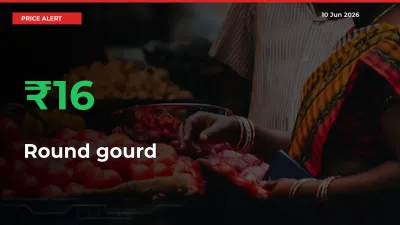 Big Rally! Round gourd Climbs 16.16% in 24 Hours at Top Mandis