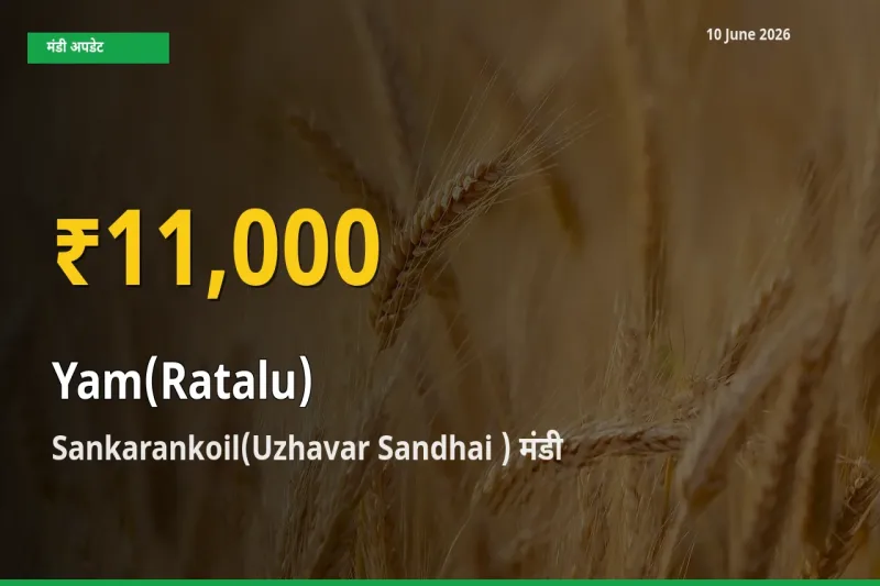 रतालू (रतलू) के दामों ने बनाया नया रिकॉर्ड, Sankarankoil(Uzhavar Sandhai ) में तेज़ी