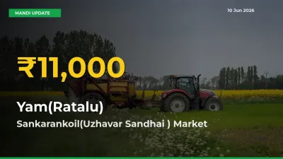 Big Jump in Yam(Ratalu) Prices! Sankarankoil(Uzhavar Sandhai ) Records New Peak Today