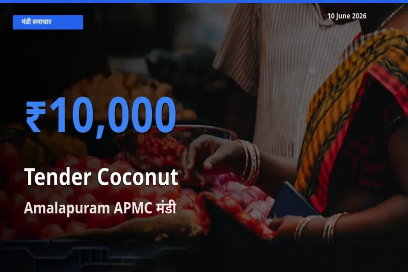किसानों की पसंद बना Amalapuram APMC, कच्चा नारियल के सबसे अच्छे दाम