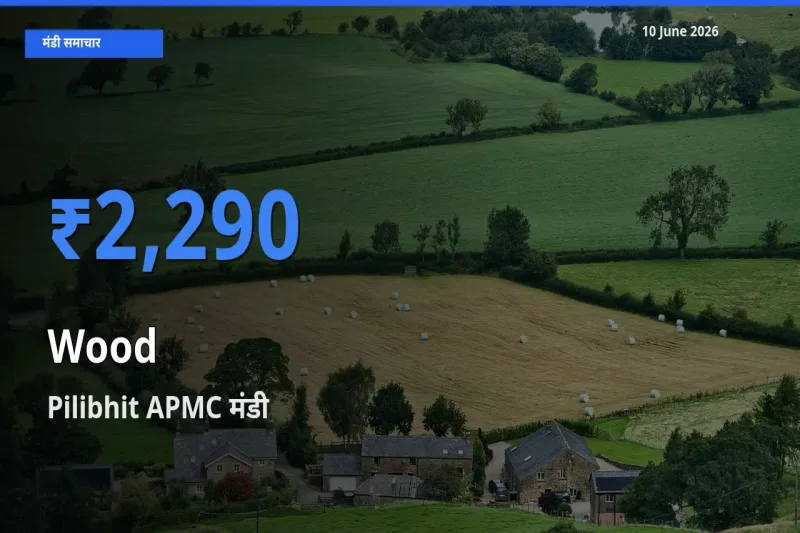 टॉप मंडी बना Pilibhit APMC! लकड़ी के सबसे ऊँचे दाम यहीं दर्ज