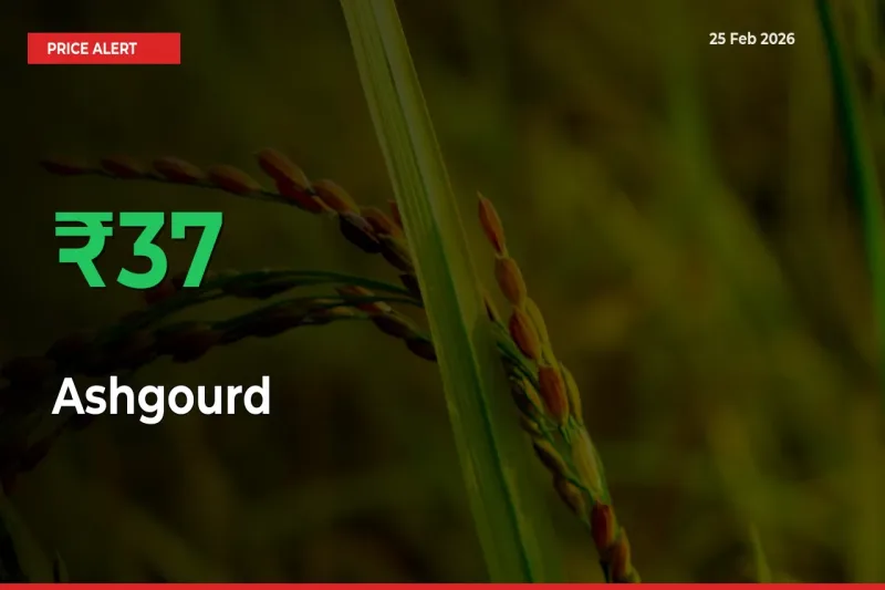 Ashgourd Rises 37.34% at Mandis