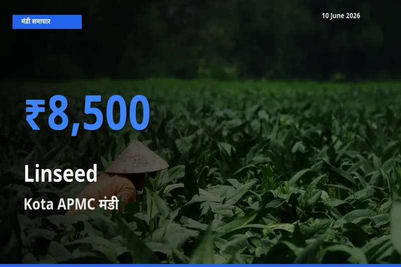 Kota APMC मंडी में अलसी ₹8,500 पर पहुँचा – आज का सर्वोच्च भाव