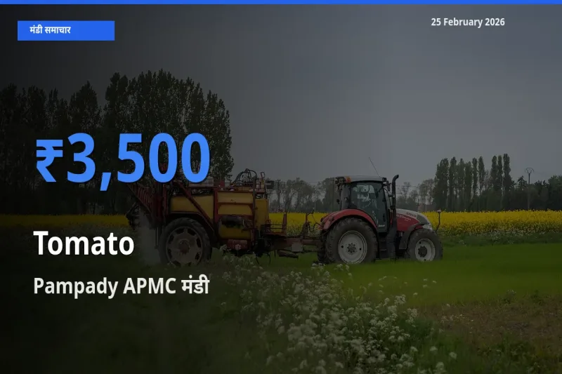 किसानों की पसंद बना Pampady APMC, Tomato के सबसे अच्छे दाम
