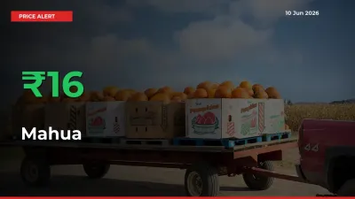 15.99% Spike in Mahua Prices – Mandi Sees Sudden Rally