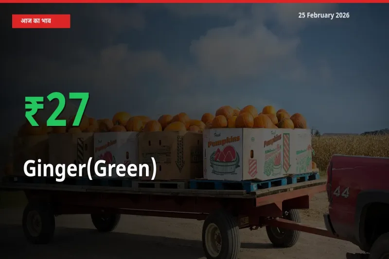 तेज़ तेजी! मंडी में Ginger(Green) के दाम 27.18% चढ़े