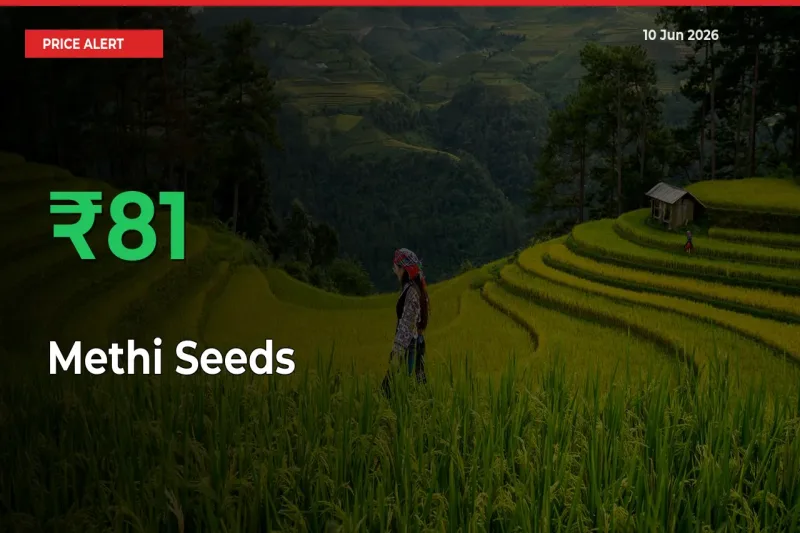 This Mandi Records 81.3% Jump in Methi Seeds Prices