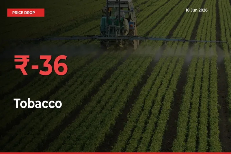 Tobacco Prices Drop 36.18% – June 10 Market Update from Mandis