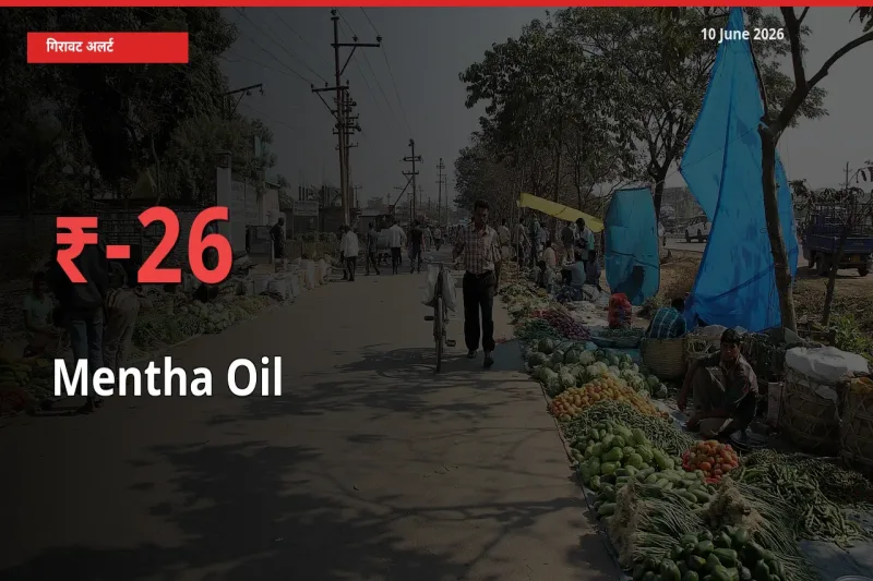 तेज़ गिरावट! मंडी में मेंथा ऑयल के दाम 25.7% लुढ़के
