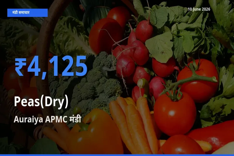 आज का मंडी भाव: सूखी मटर के सबसे ज़्यादा दाम Auraiya APMC में