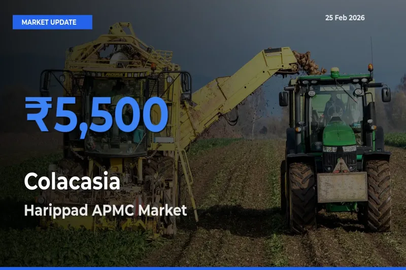Market Watch: Harippad APMC Becomes Top Mandi for Colacasia