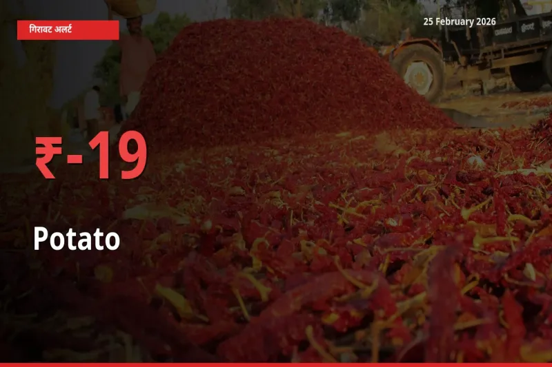 स्थानीय मंडी में Potato के दाम अचानक 19.31% गिरे, किसानों की चिंता बढ़ी