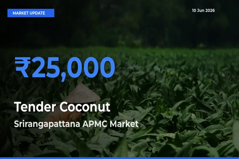 Srirangapattana APMC Tops Tender Coconut Mandi Rates Today
