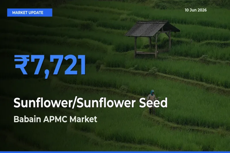 Babain APMC Leads as Top Mandi for Sunflower/Sunflower Seed Prices