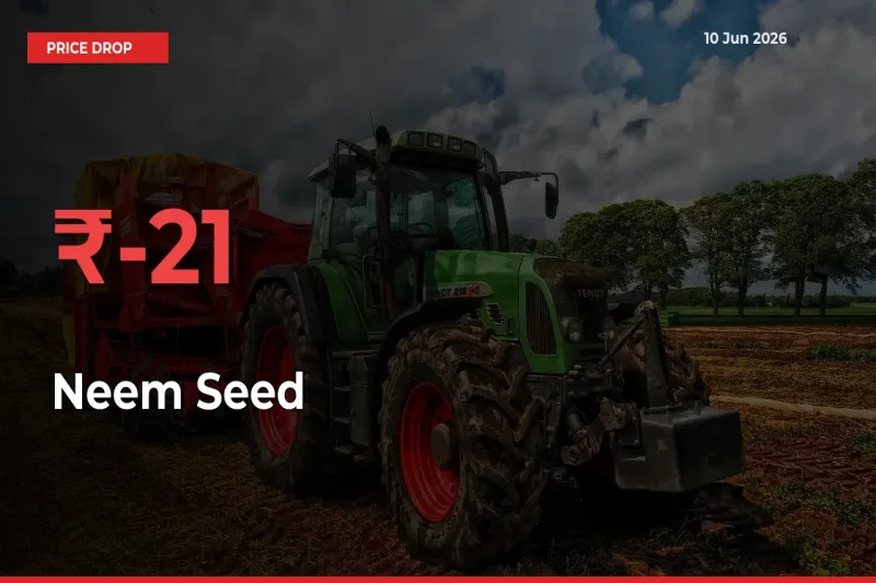 Neem Seed Prices Drop 21.13% – June 10 Market Update from Mandis