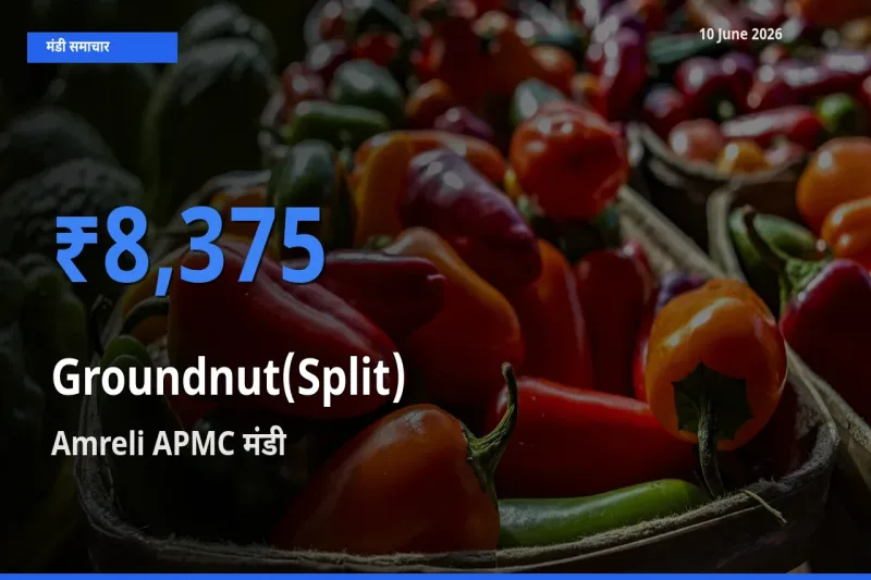 Amreli APMC मंडी में आज मूंगफली दाना (दो फाड़) के सबसे ऊँचे दाम दर्ज