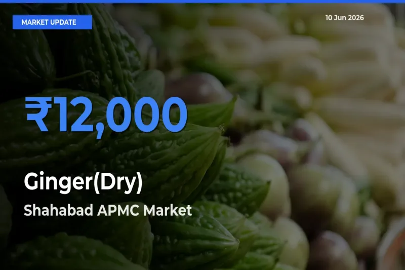 Ginger(Dry) Mandi Rate Today: Shahabad APMC Tops the List